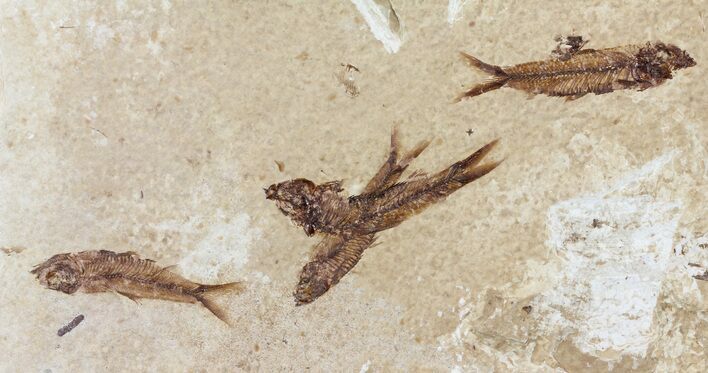 Multiple Knightia Fossil Fish - Wyoming #60778